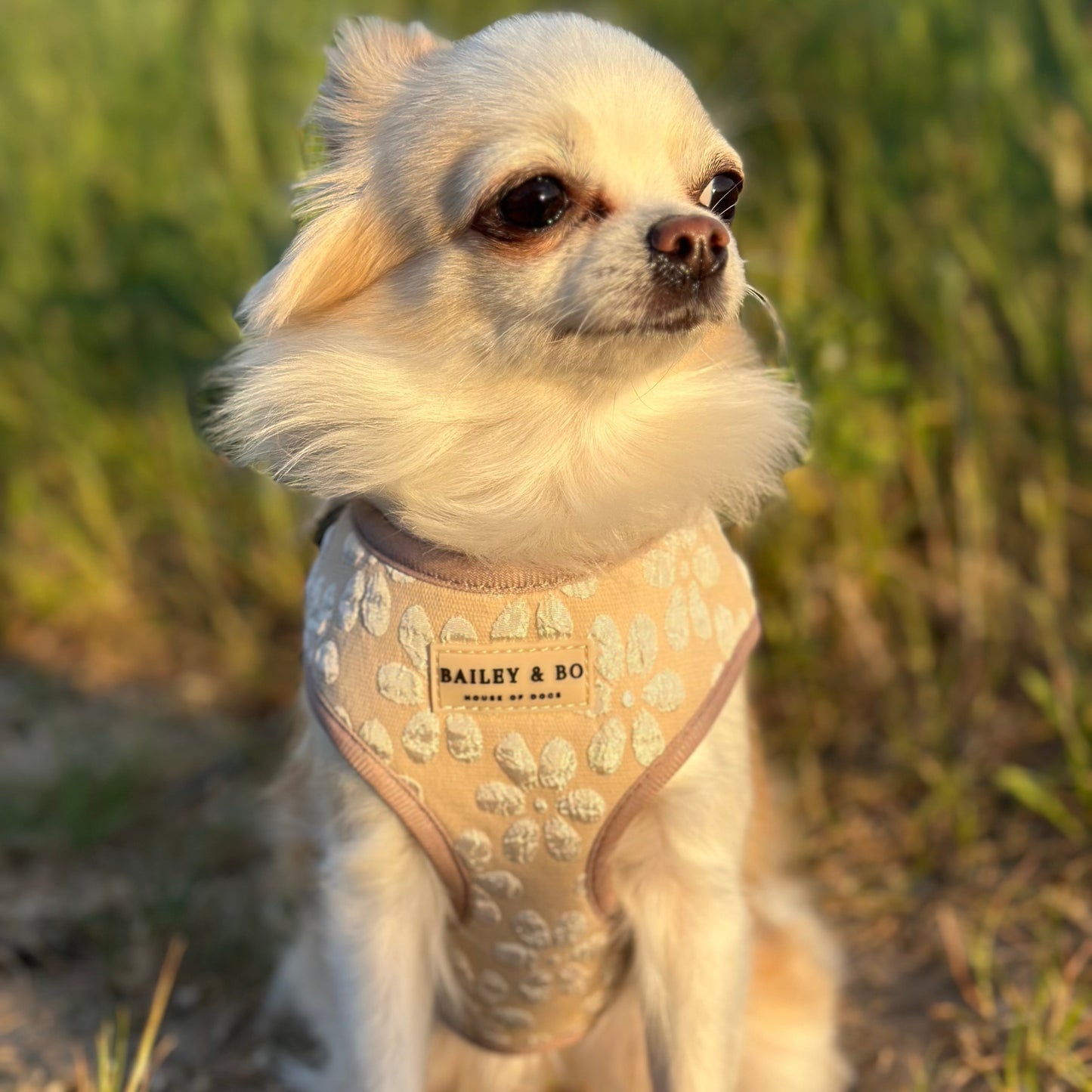Verstellbares Brustgeschirr für Hunde - Vanilla Blossom Kollektion