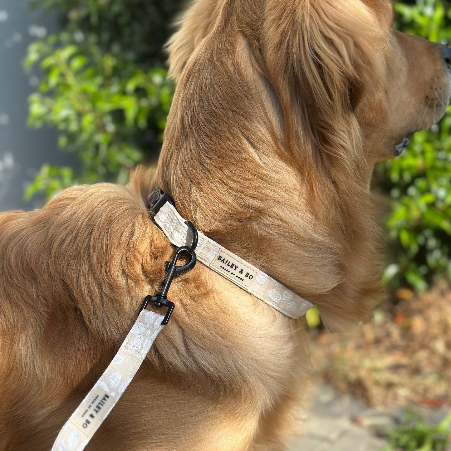 Hunde Halsband verstellbar - Vanilla Blossom Kollektion