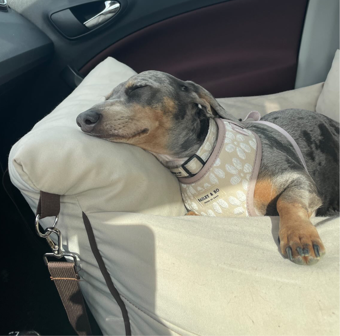 Verstellbares Brustgeschirr für Hunde - Vanilla Blossom Kollektion