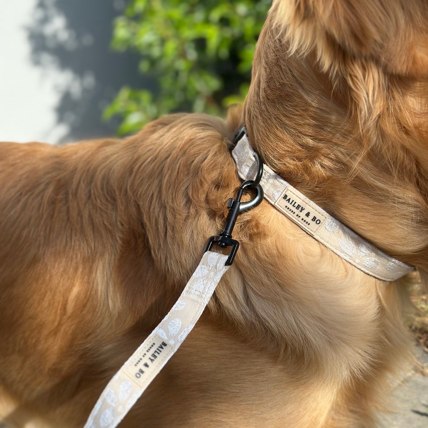 Hunde Halsband verstellbar - Vanilla Blossom Kollektion